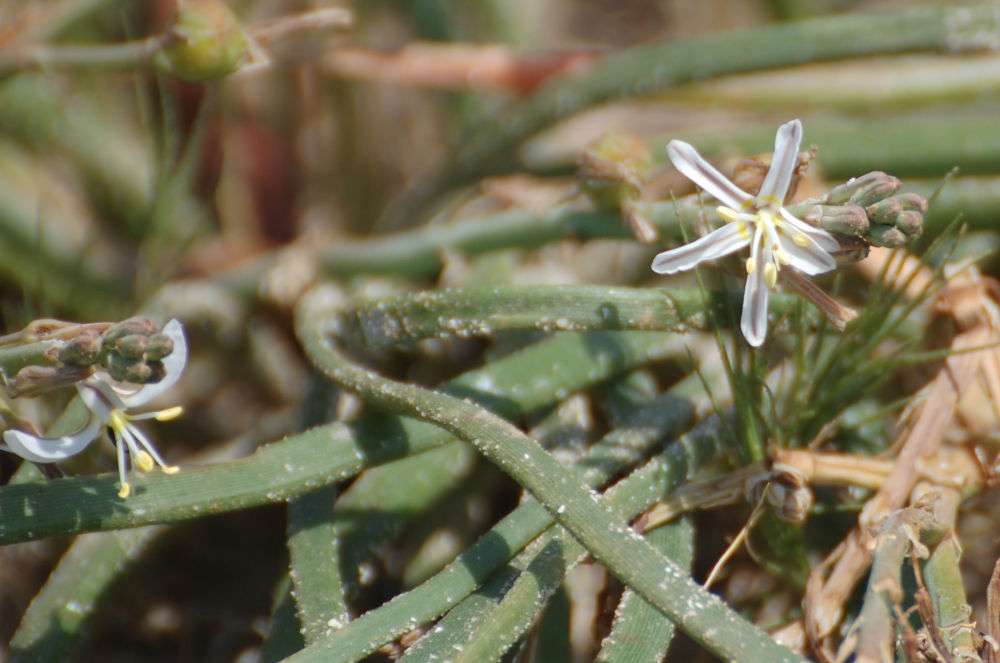 dal Sud Africa:  Trachyandra divaricata (Asphodelaceae)