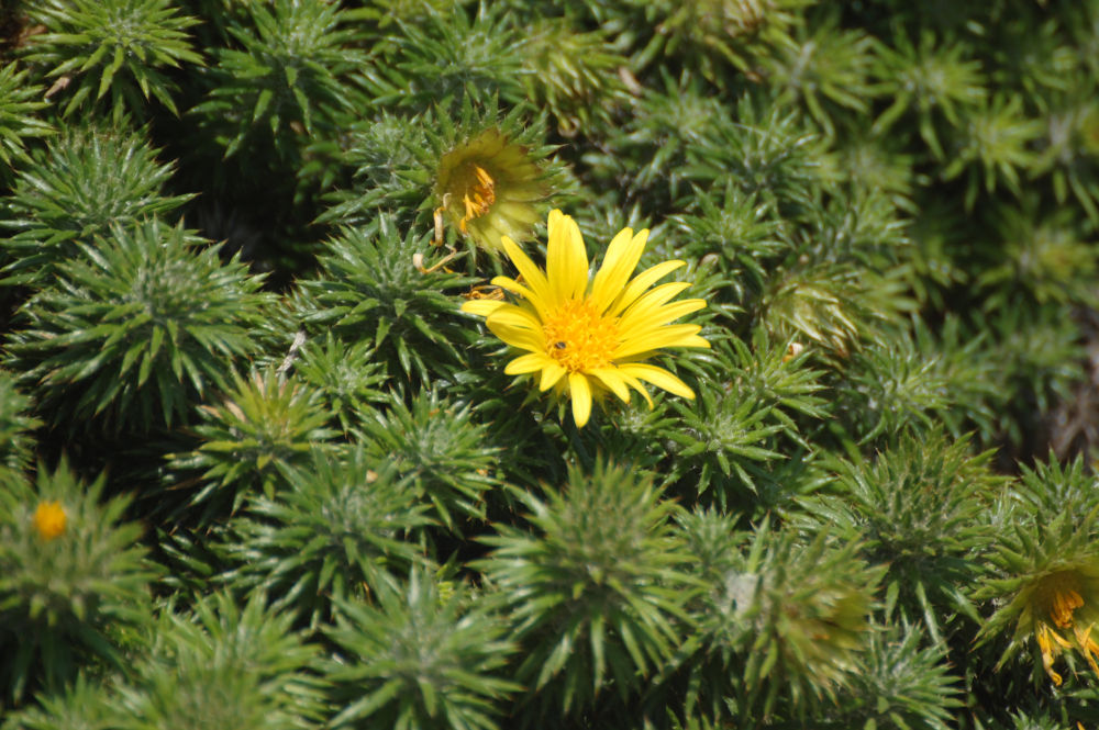 dal Sud Africa: Cullumia squarrosa (Asteraceae)