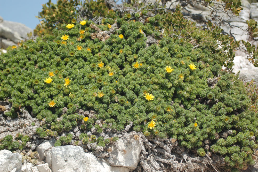 dal Sud Africa: Cullumia squarrosa (Asteraceae)