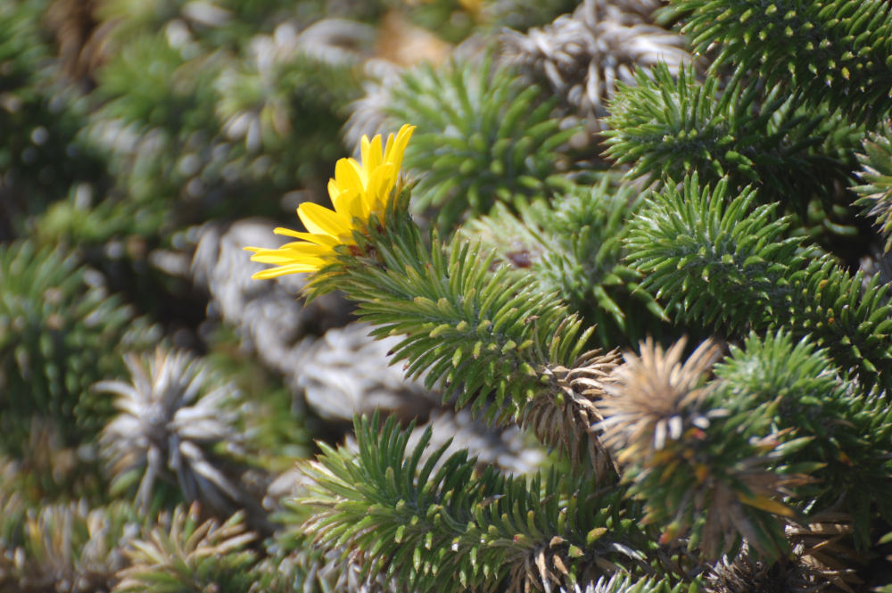 dal Sud Africa: Cullumia squarrosa (Asteraceae)