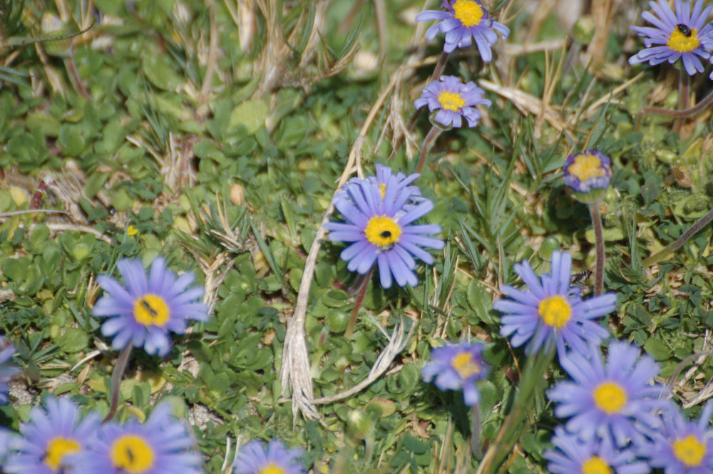 dal Sud Africa: Felicia cfr. aethiopica (asteraceae)