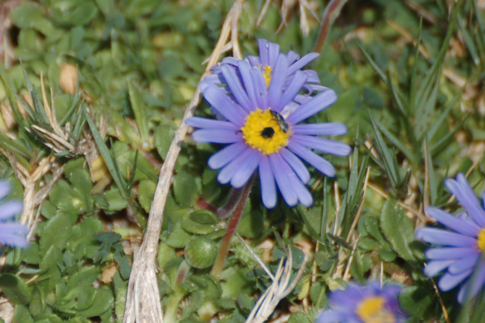 dal Sud Africa: Felicia cfr. aethiopica (asteraceae)