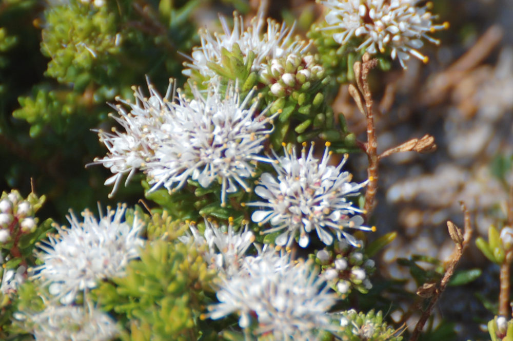 dal Sud Africa: Agathosma sp. (Rutaceae)