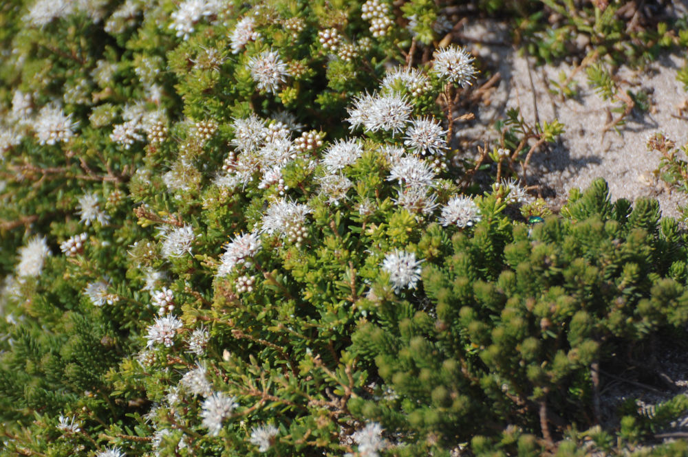 dal Sud Africa: Agathosma sp. (Rutaceae)