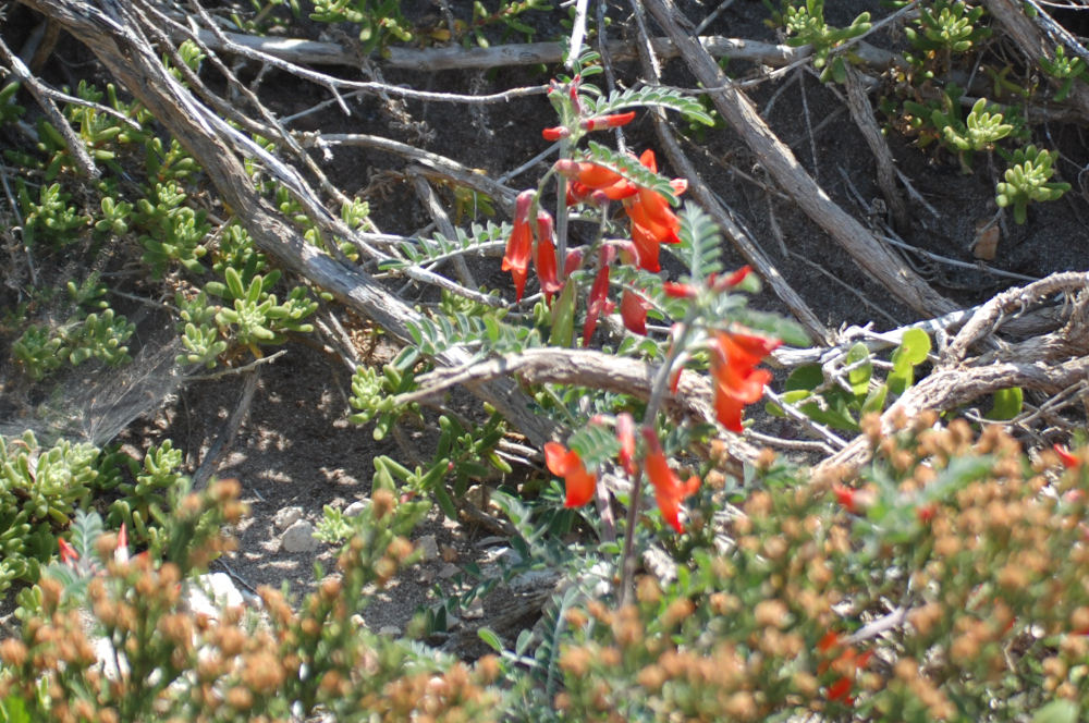 dal Sud Africa: Lessertia frutescens (Fabaceae)