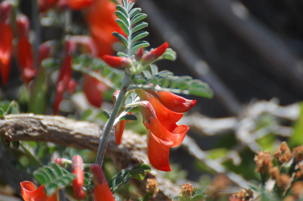 dal Sud Africa: Lessertia frutescens (Fabaceae)