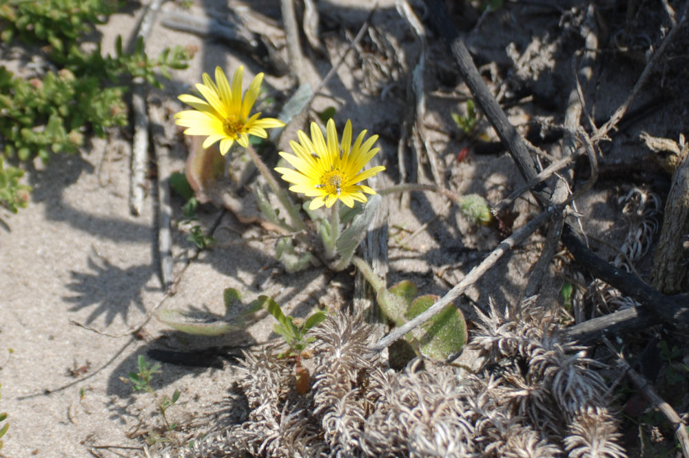 dal Sud Africa: Asteraceae (genere non determinabile)