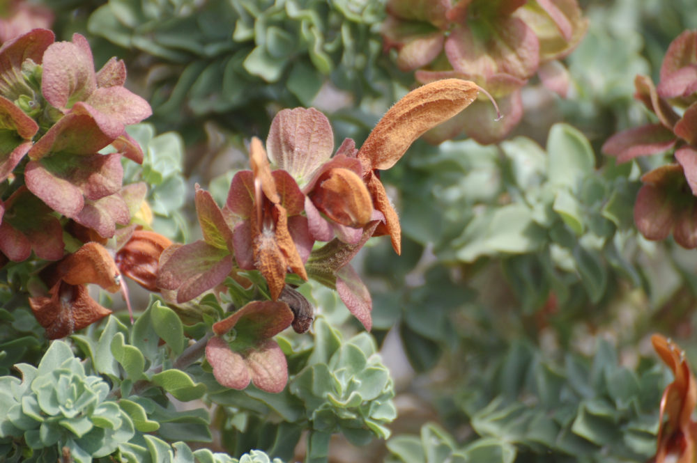 dal Sud Africa: Salvia aurea (Lamiaceae)
