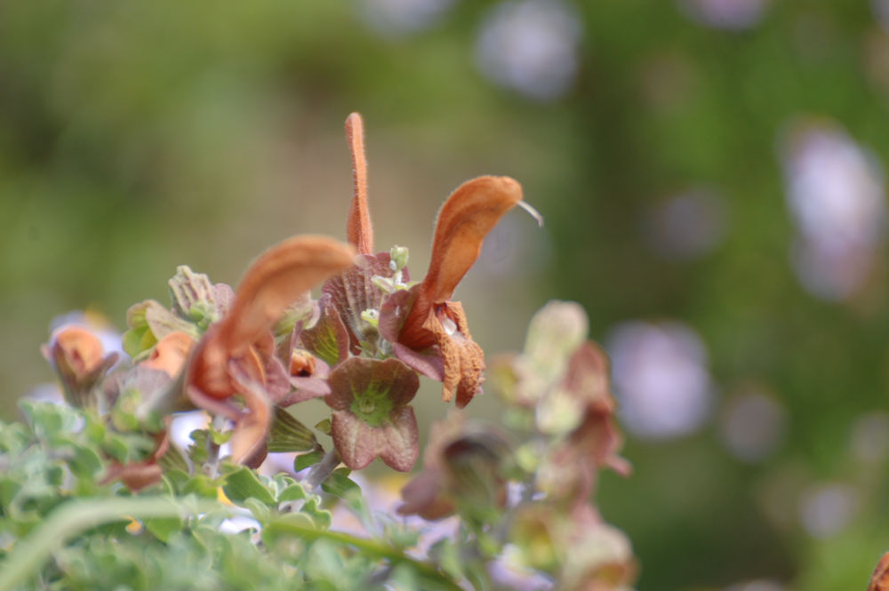 dal Sud Africa: Salvia aurea (Lamiaceae)