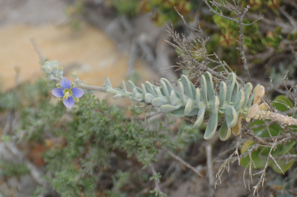 dal Sud Africa: Heliophila cinerea (Brassicaceae)
