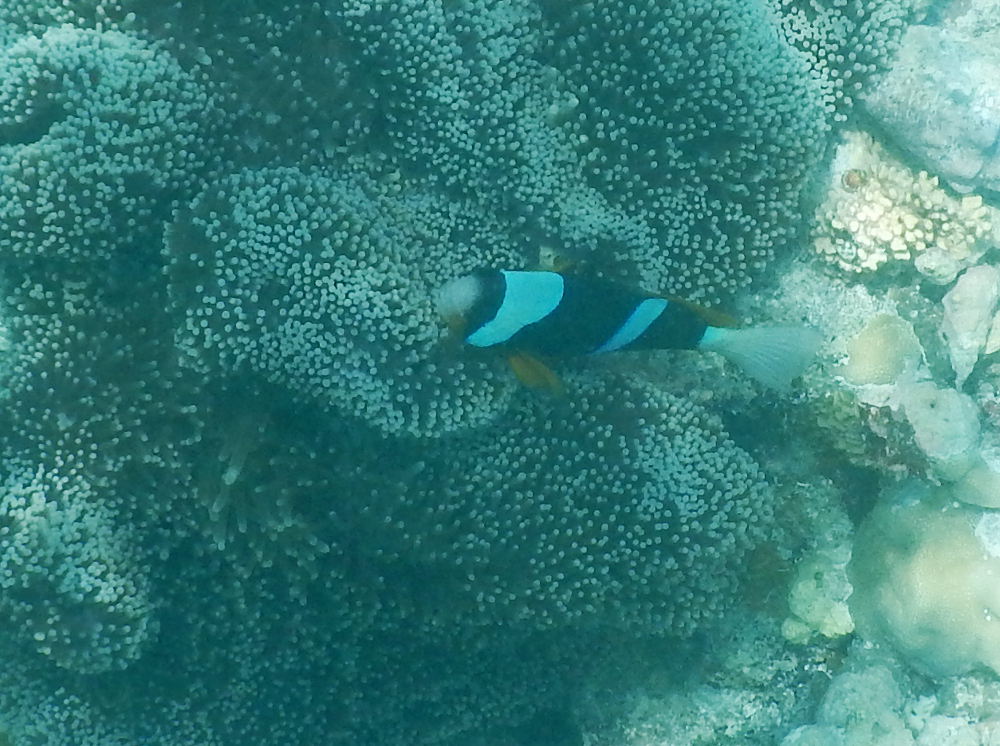 Zanzibar - Pesce pagliaccio:   Amphiprion clarkii