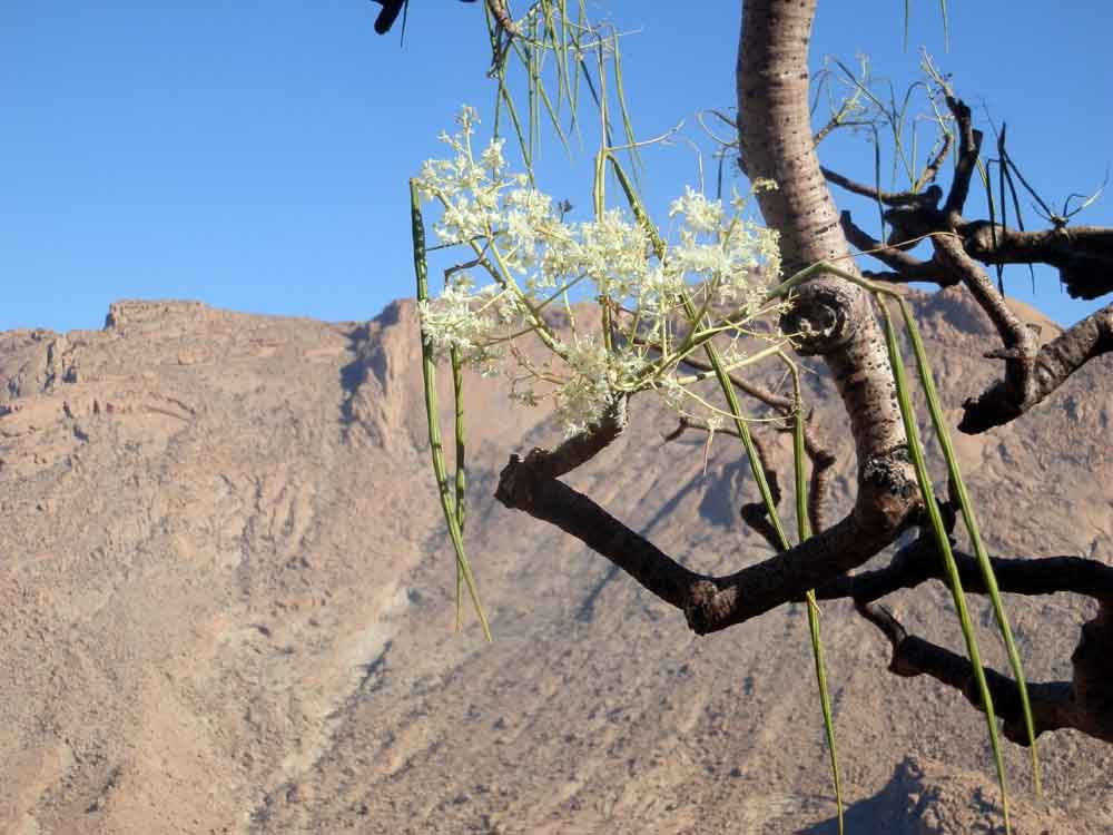 Moringa ovalifolia (Moringaceae) - Namibia