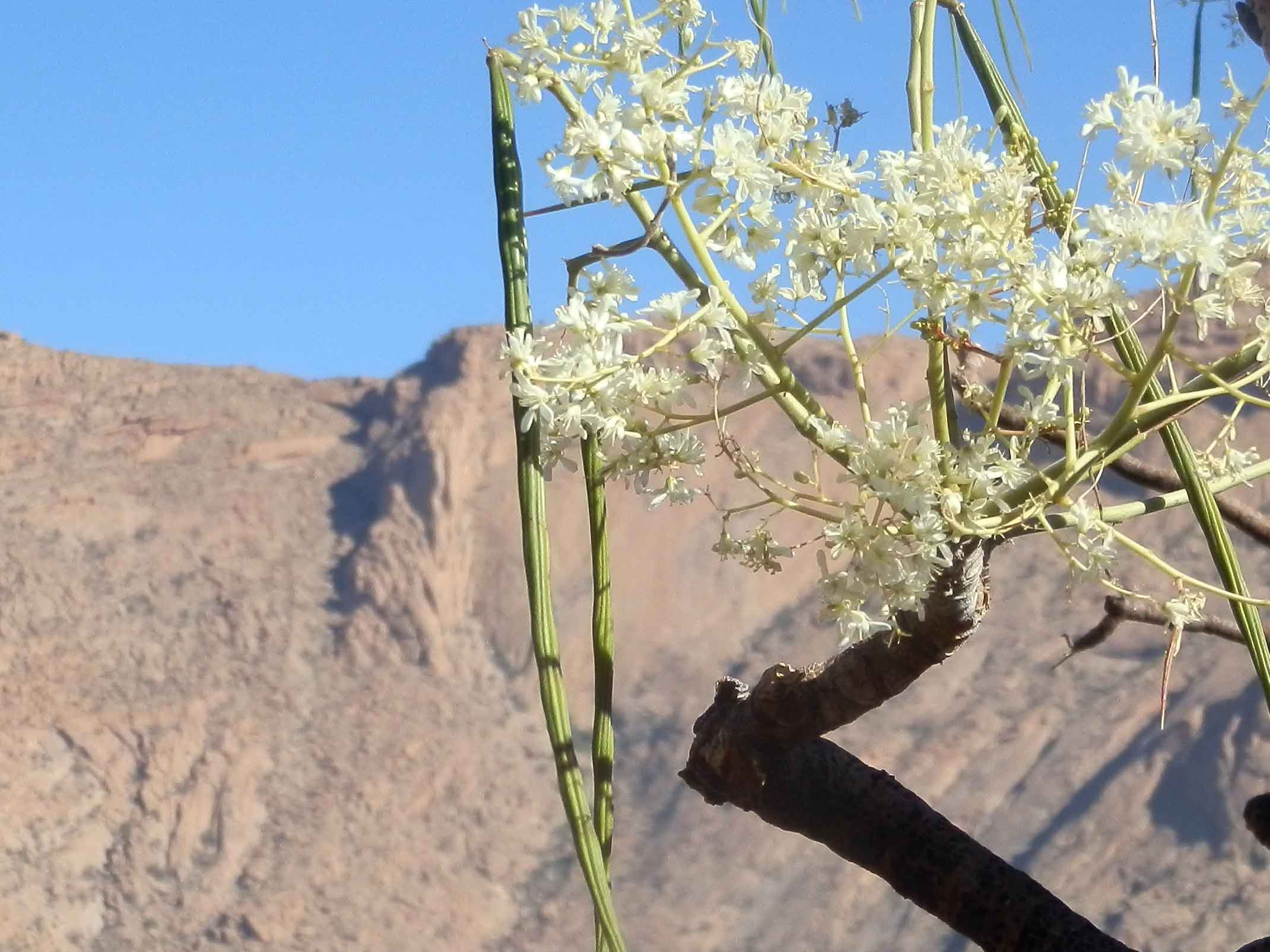 Moringa ovalifolia (Moringaceae) - Namibia