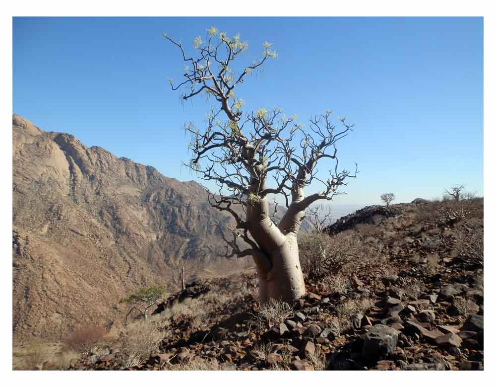 Moringa ovalifolia (Moringaceae) - Namibia