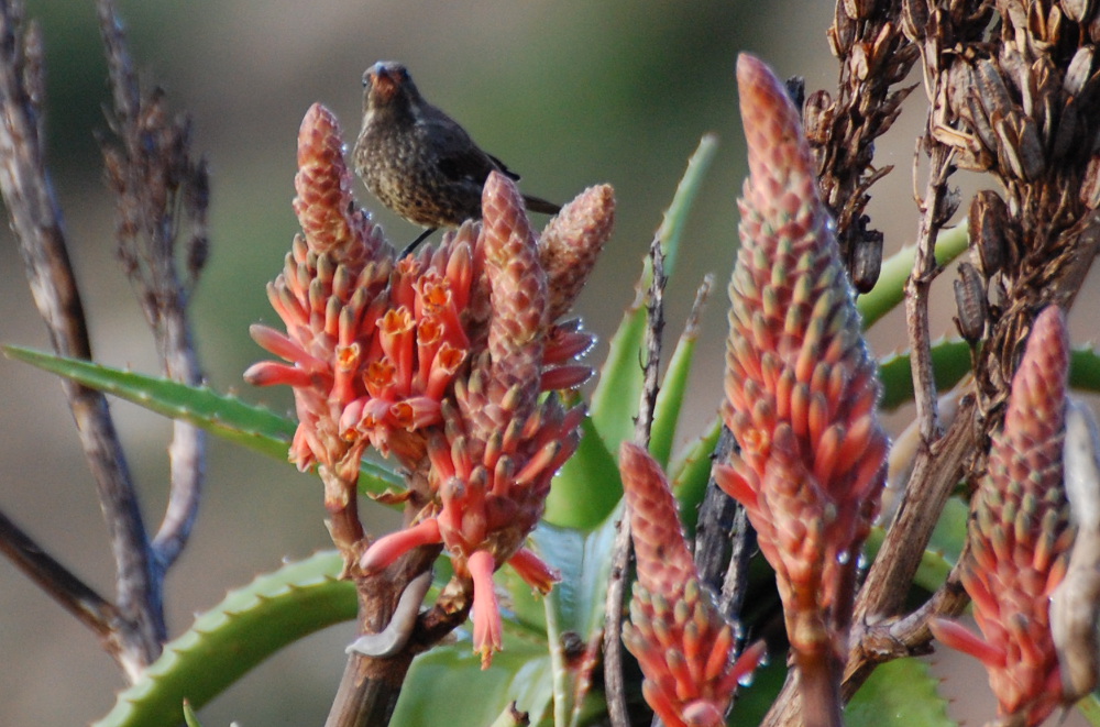 Tanzania - Aloe sp.