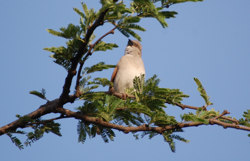Tanzania -  Passer cfr. suahelicus