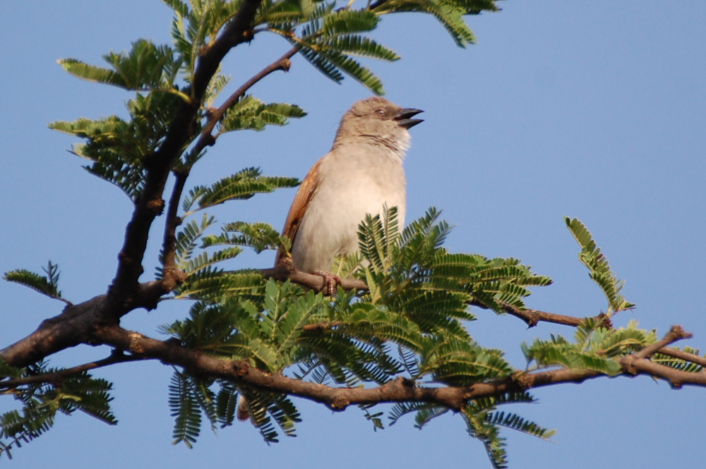 Tanzania -  Passer cfr. suahelicus