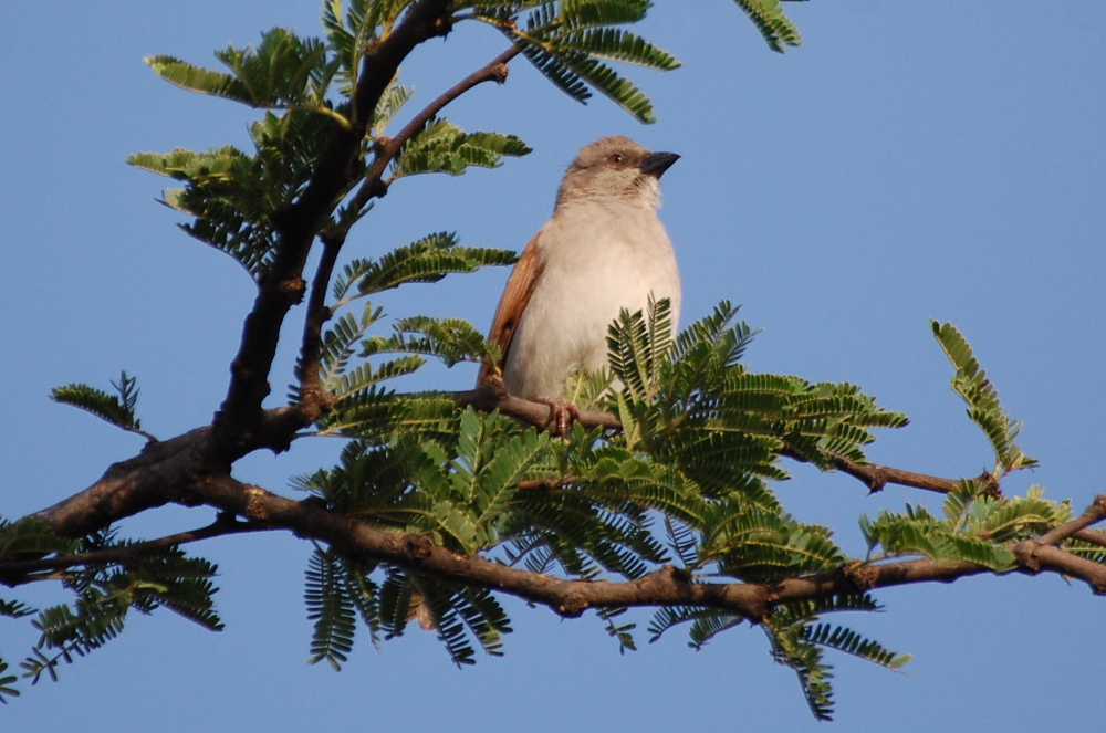 Tanzania -  Passer cfr. suahelicus