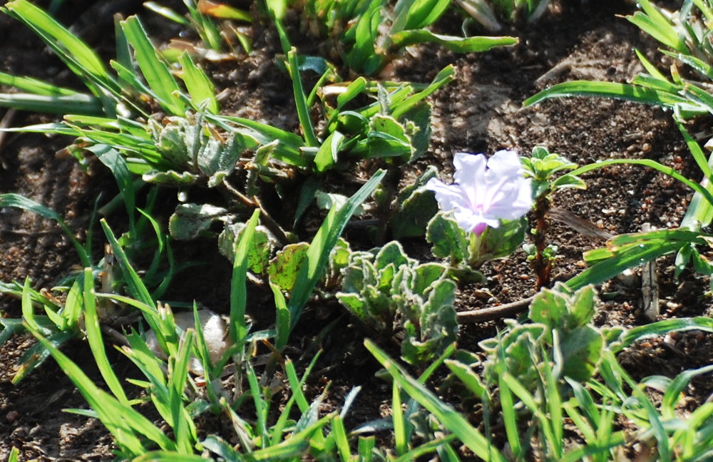 Tanzania - Ipomoea crassipes Hook. (Convolvulaceae)