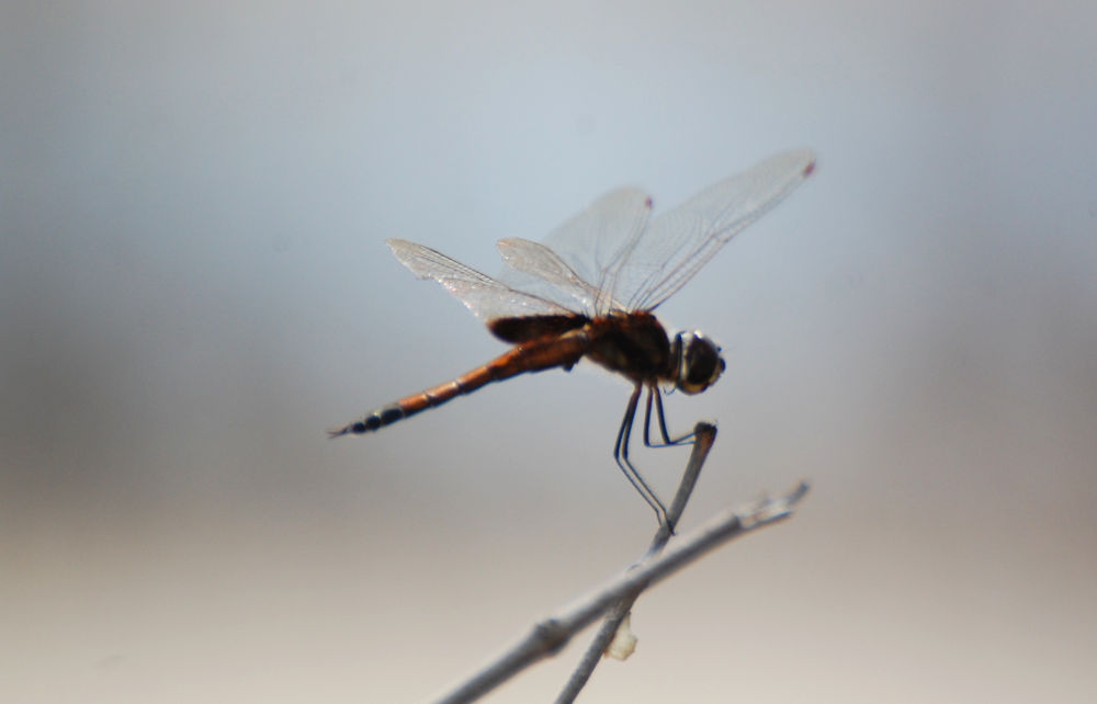 Quale libellula? Brasile:  Tramea sp.