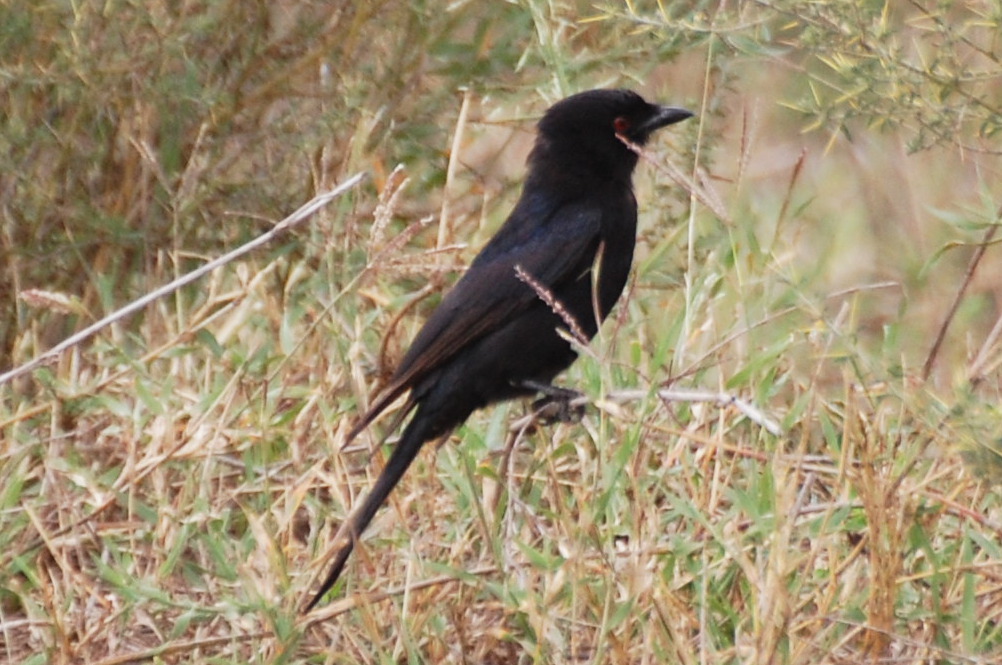 Tanzania - Drongo (Dicrurus adsimilis)