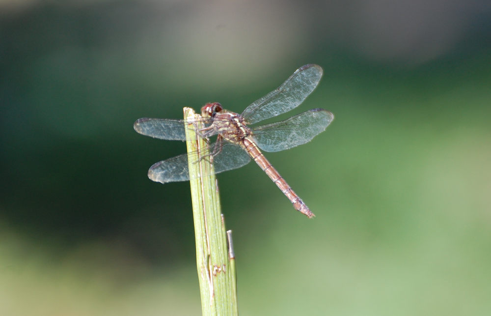 Quale libellula? Brasile: Orthemis sp., femmina