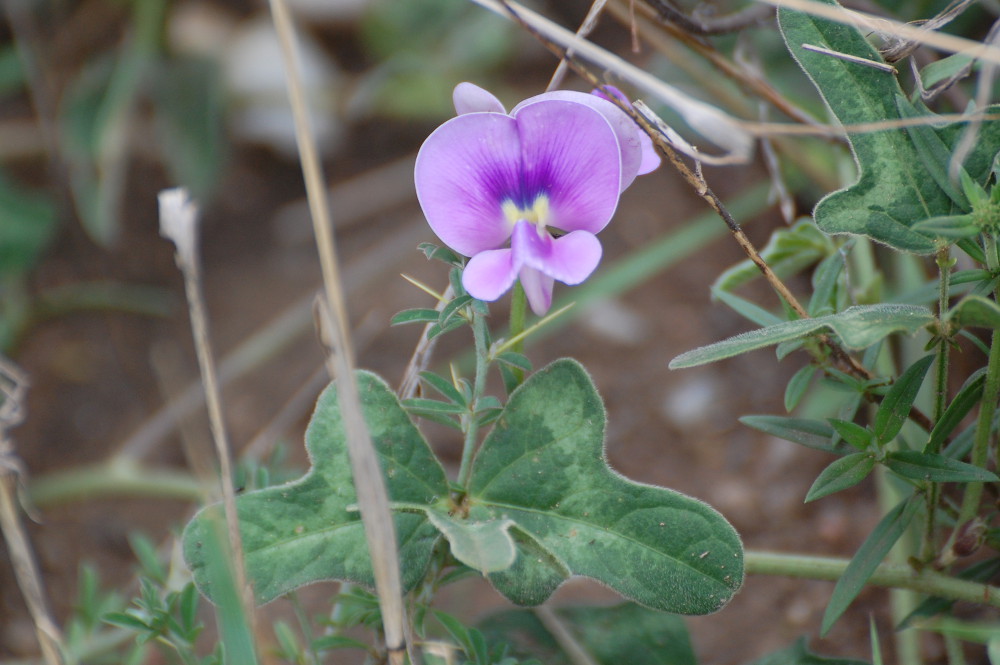 Tanzania - Altra pianta: Fabaceae