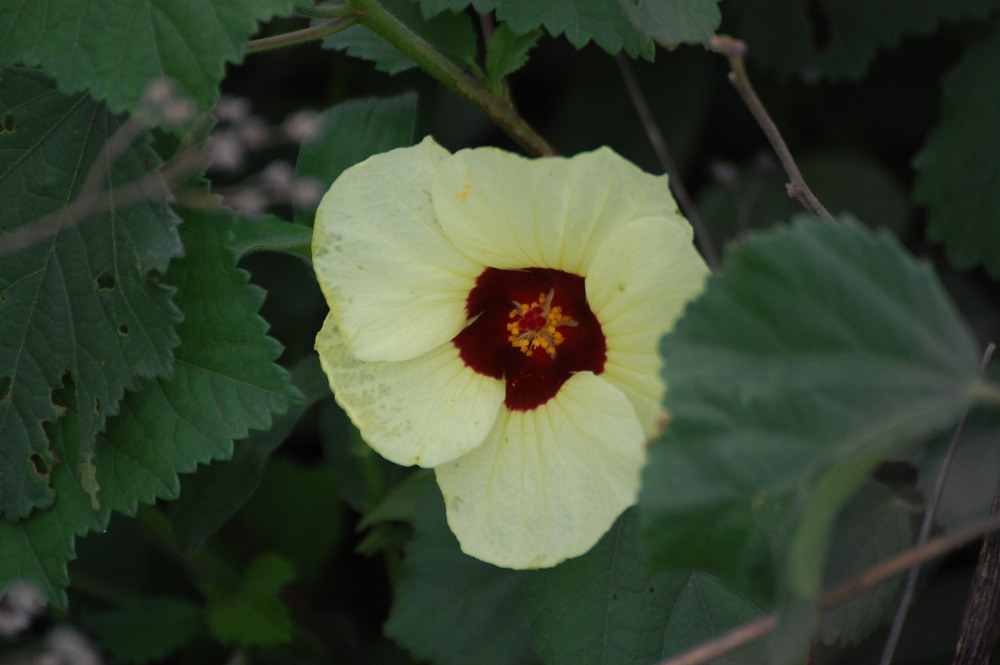 Tanzania - Hibiscus cfr. calyphyllus