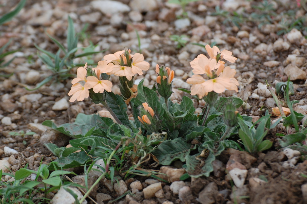 Tanzania - Crossandra subacaulis C.B.Clarke (Acanthaceae)