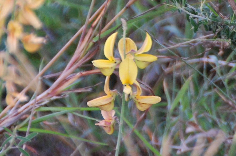 Crotalaria sp. (Fababeae)    - Tanzania
