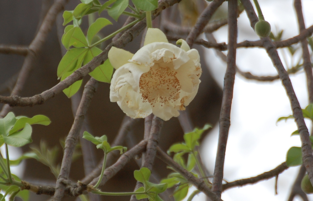 Tanzania - Adansonia digitata (Malvaceae)