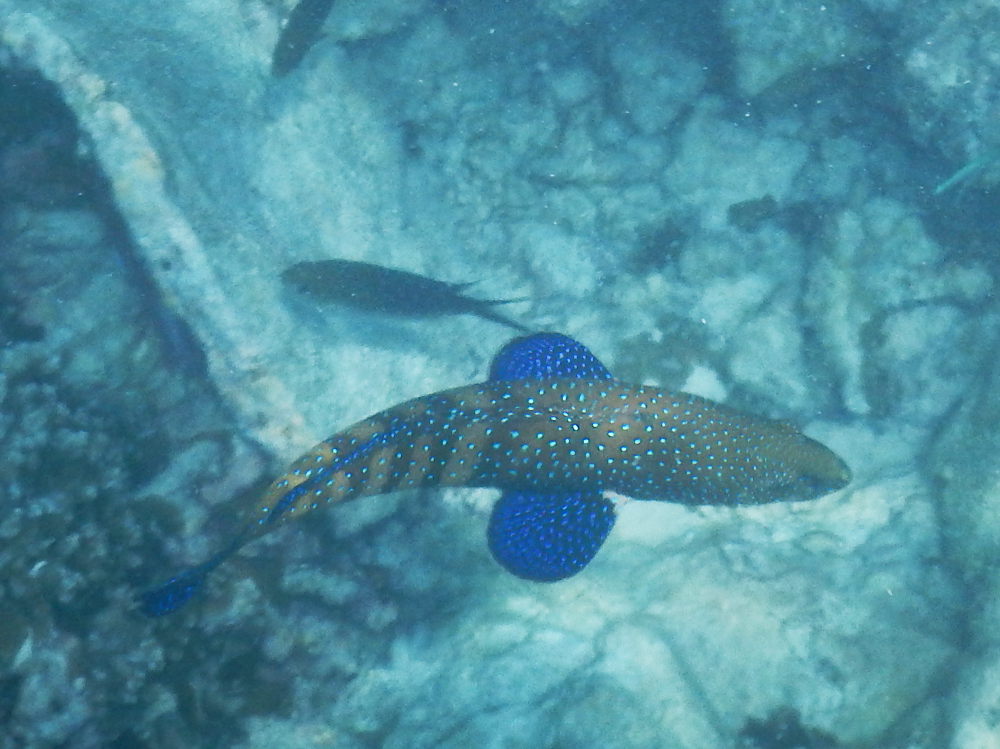 Zanzibar - Cernia:  Cephalopholis argus