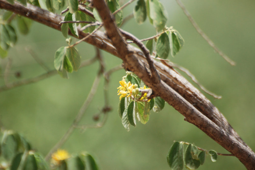 dall''Etiopia: Grewia monticola (Malvaceae)