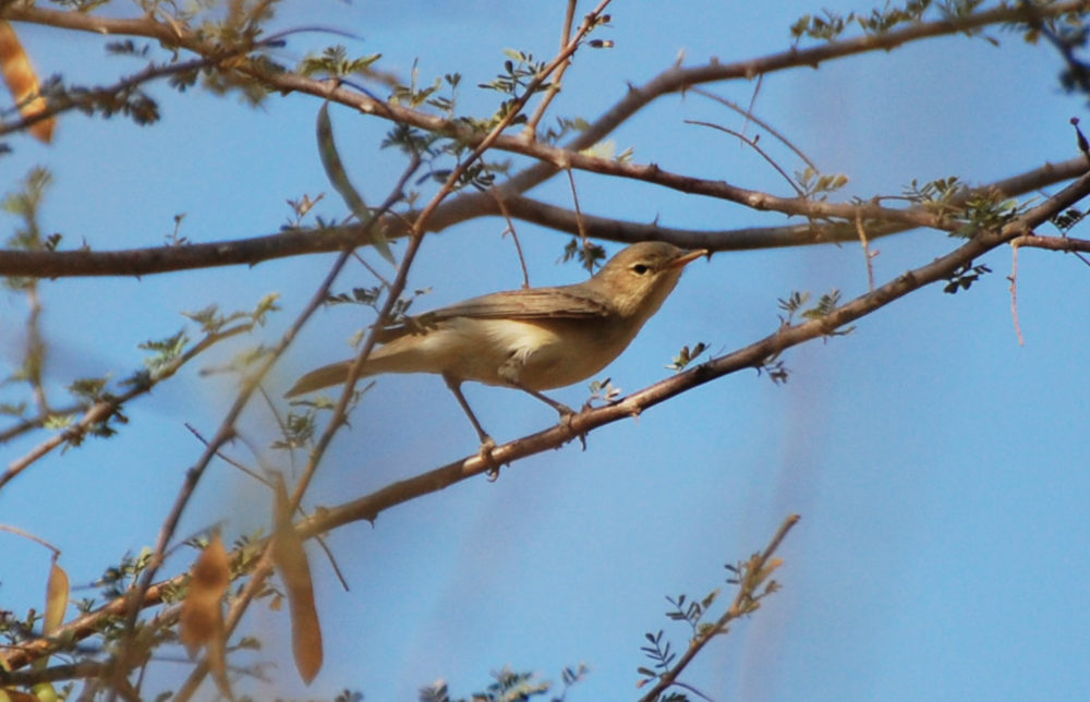 in Dancalia: cfr. Canapino pallido orientale (Iduna pallida)