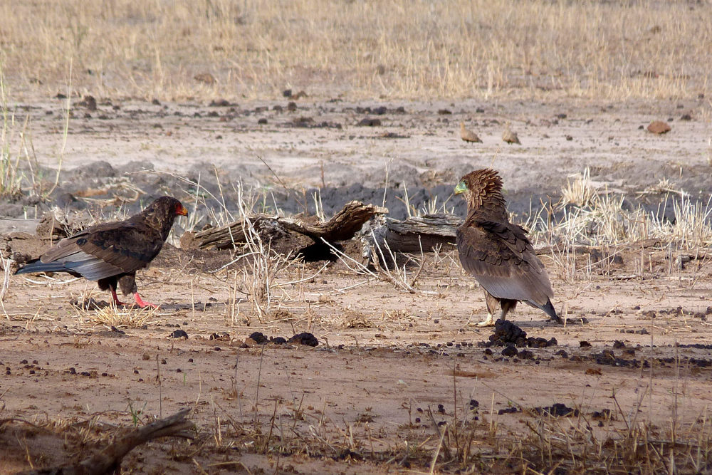 Tanzania - Aquila? No, Falco giocoliere, giovane