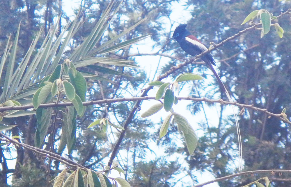 Passeriferome dall'' Ethiopia:  Terpsiphone viridis