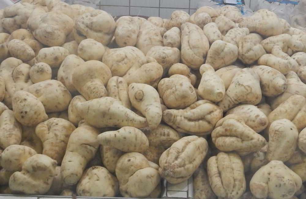 Amazzonia: tuberi di cv  di Ipomoea  batatas  (Convolvulaceae)