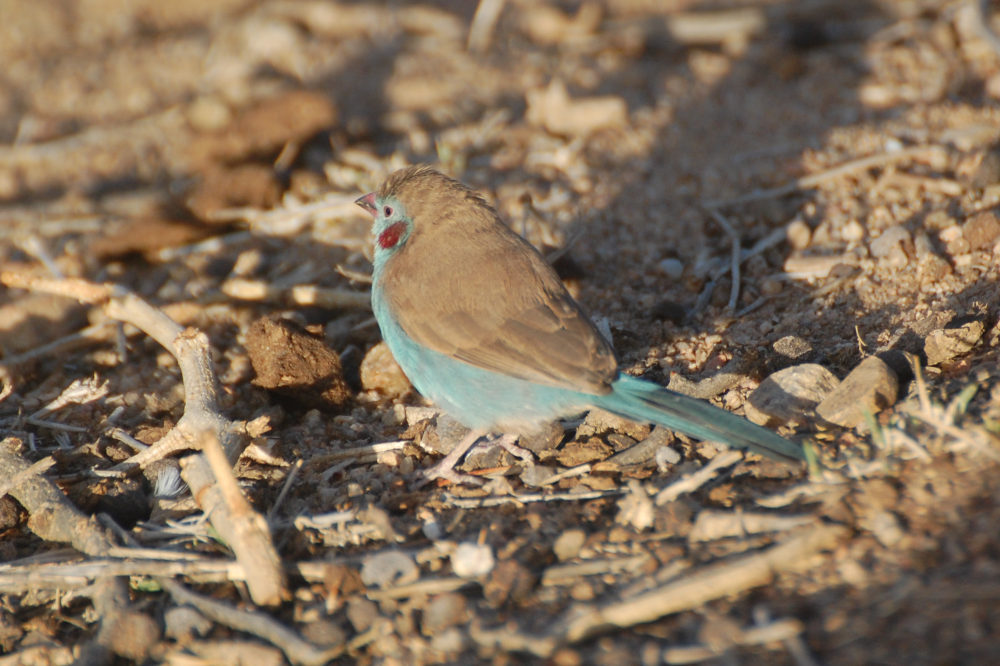 Uccelo dal Tigrai (Etiopia): Uraeginthus bengalus