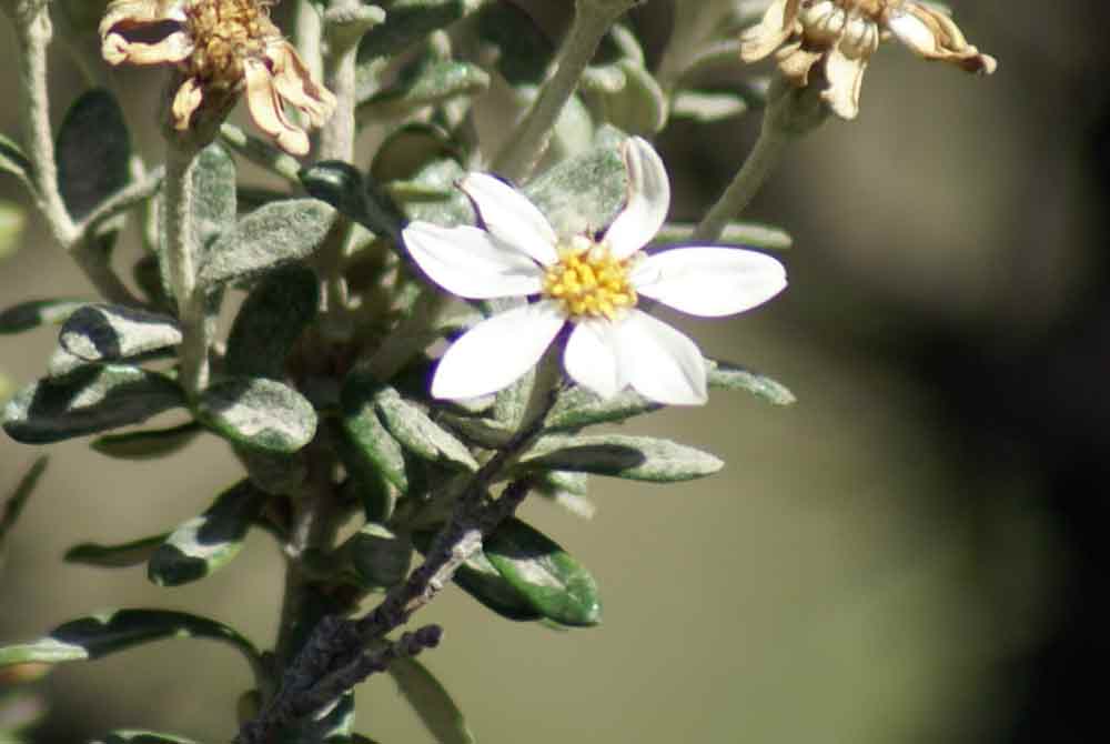 Patagonia - Chiliotrichum diffusum
