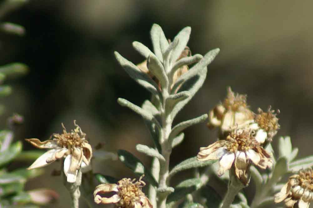 Patagonia - Chiliotrichum diffusum