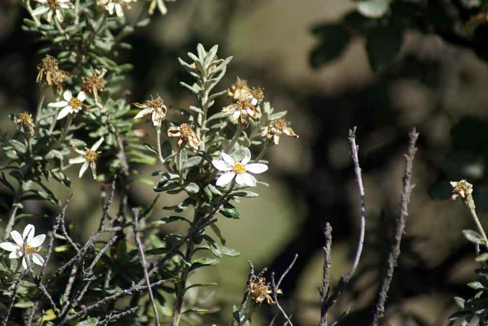 Patagonia - Chiliotrichum diffusum