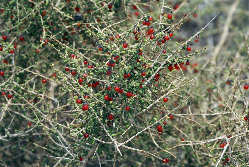 Bacche rosse. Patagonia.