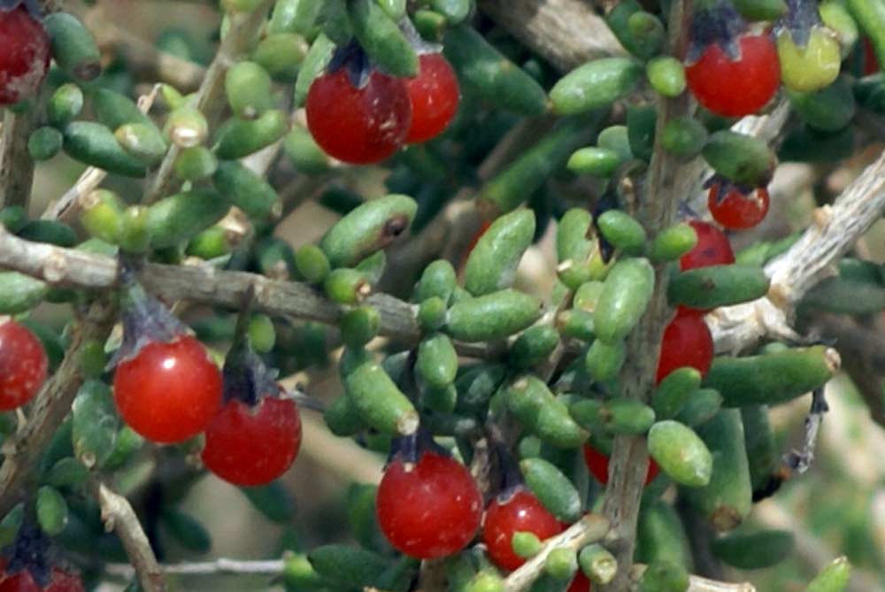 Bacche rosse. Patagonia.