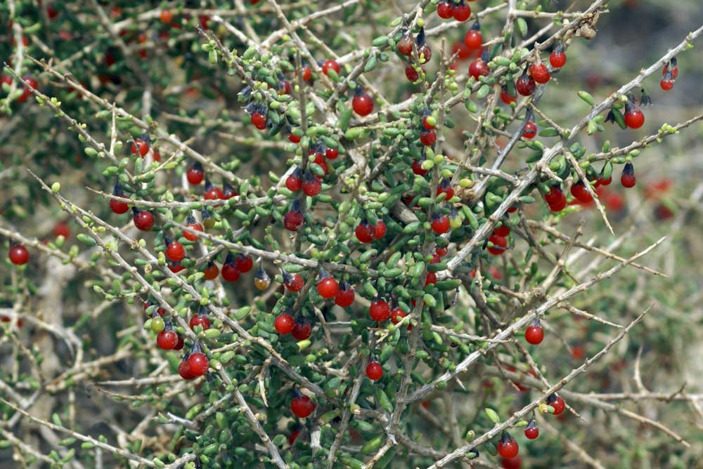 Bacche rosse. Patagonia.