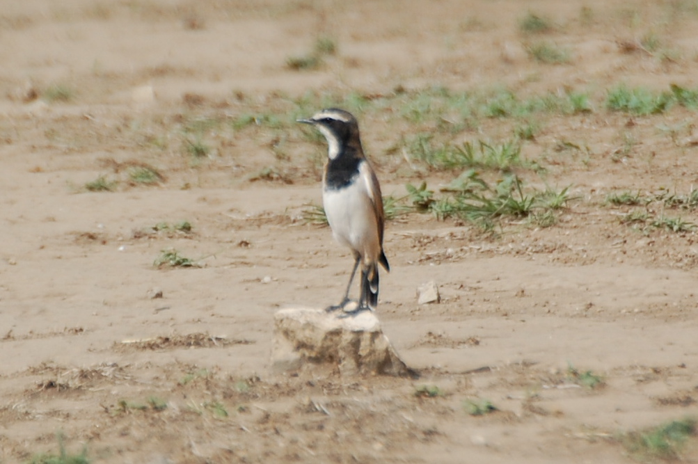Tanzania - Ornante pileata