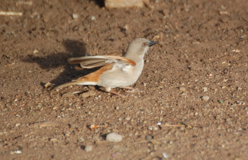 Tanzania -  Passer cfr. suahelicus