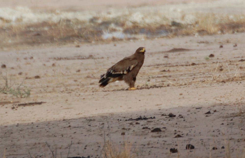 Tanzania - Aquila delle steppe (Aquila nipalensis)