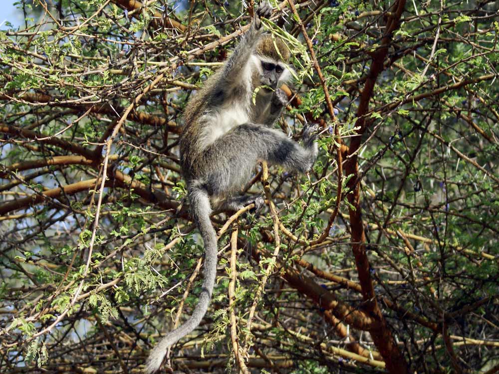 Macaco?