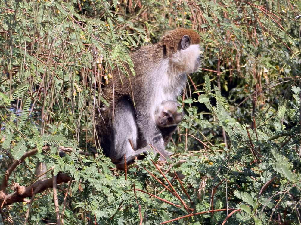 Macaco?