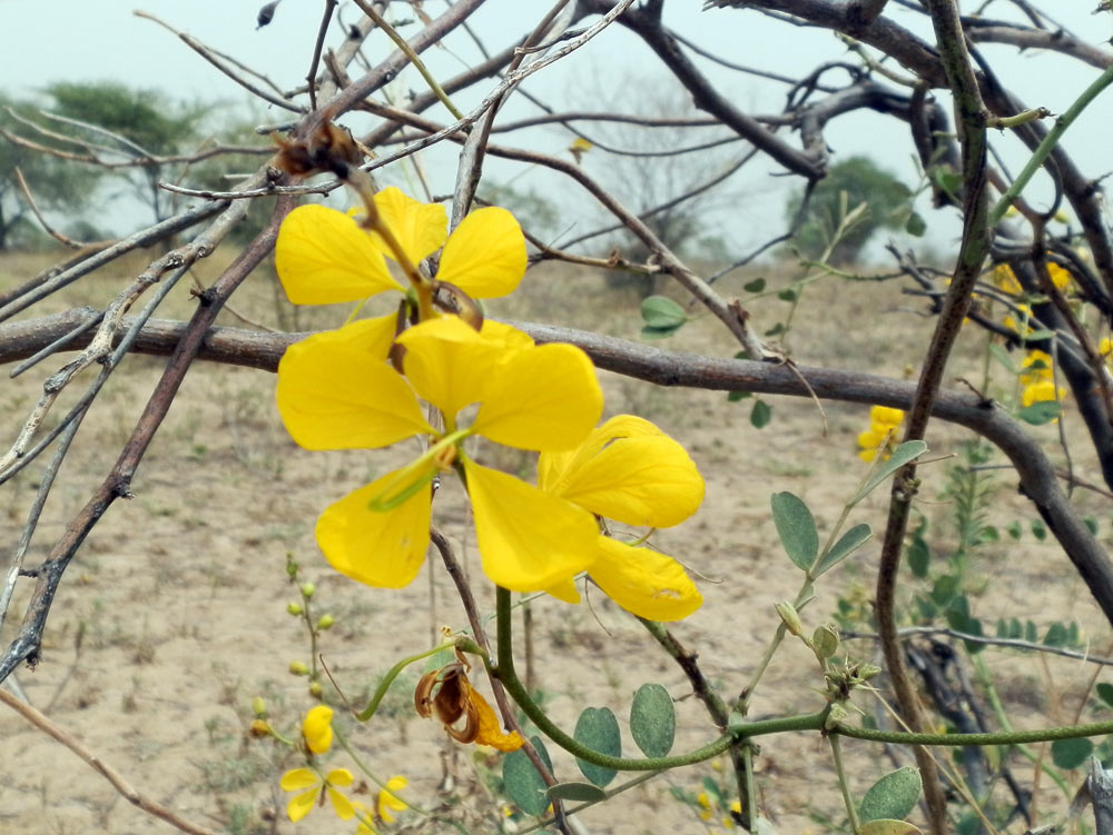che fiore è? Etiopia